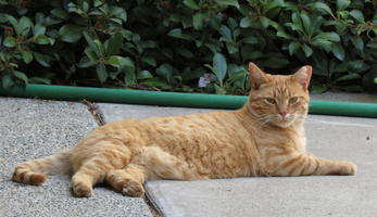 Large orange cat on its side