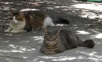 Tricolor male and tabby male lying on sidewalk