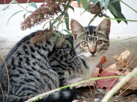 Tabby cat, side view, looking at camera