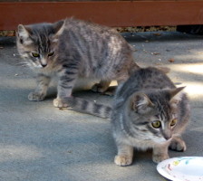 two cats near plate
