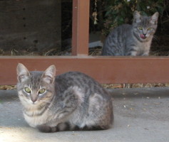cat resting in foreground; cat in background licking chops