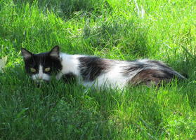 Black-spotted white cat with black mask hiding in grass.
