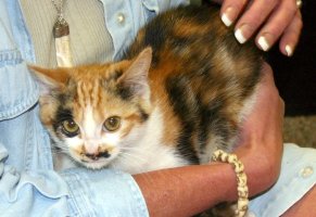 Calico in Cathy's arms, showing body color
