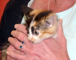 Calico cat held in Cathy's hands