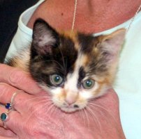 Calico cat held in Cathy's hands; front view