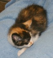 Calico cat on blanket, turned to side