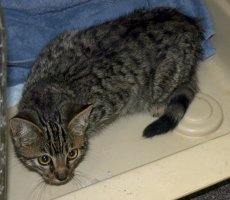 Male tabby in front of crate