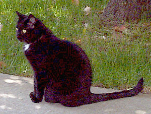 [Tabitha the Cat outside]