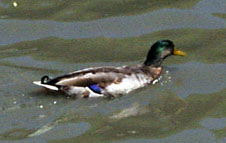 [duck in pond]