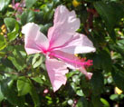[pinkflower]