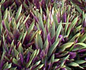 [purplegrass]
