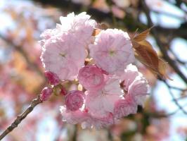 Close up of pink blossom at SCOTUS