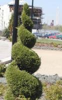 Topiary in spiral shape