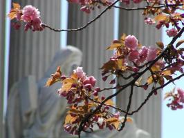Blossom in foreground, Supreme Court in background