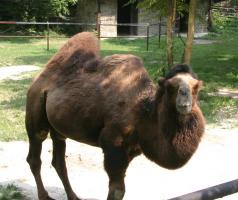 Bactrian (one-hump) camel