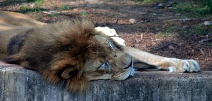Lion lying on back