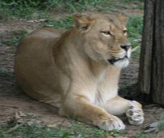 Lioness, resting