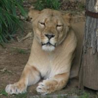 Lioness, resting