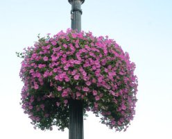 Flowers in planter near top of lightpost