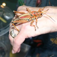 large multicolored cricket
