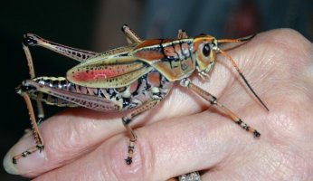large multicolored cricket