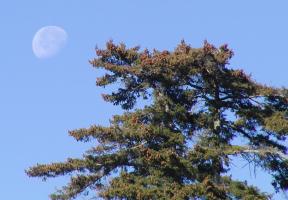 Moon with one tree
