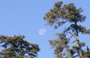 Moon between two trees