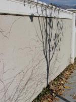 Vines on wall; tree casting shadow