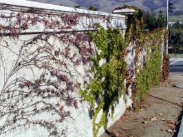 long view of wall; red vines, green leaves