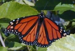 Orange butterfly (2)