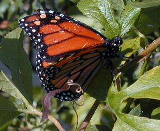 Orange butterfly (wings folded)