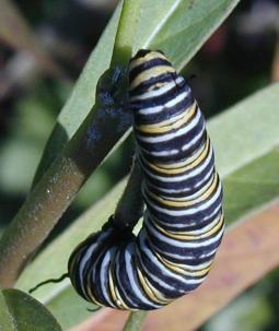Black, yellow, and white striped caterpillar