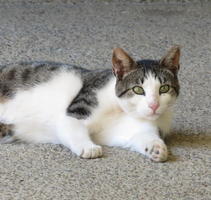 Gray and white cat with green eyes lying on side, staring at camera