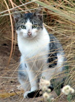 White cat w. black face, sitting up