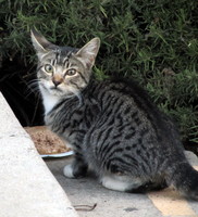 tabby cat, looking at camera, startled