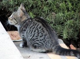 Tabby cat, looking up and away from camera