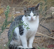 Black and white cat, 3/4 profile