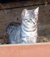 gray tabby cat looking for food