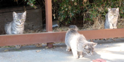 one cat advancing towards plate