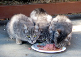 two cats eating, one looking up at camera