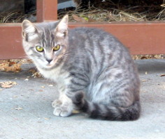 cat huched over, looking at camera