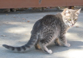 cat with head in sun