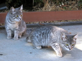 cats looking to near right