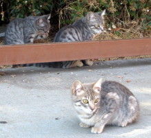 two cats in background, cleaning themselves; one in foreground