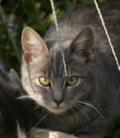 All-gray cat