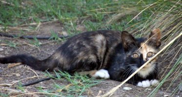 tortoiseshell cat ready to take off