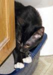 Peeking out from behind a corner