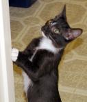 catpics/cat stretching
