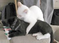 Grooming, fighting, or ?