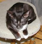 Willow asleep on the chair